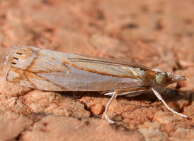 Forked Grass-veneer